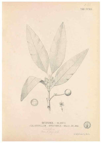 Reproducción/Reproduction 49746636393: Flora de Filipinas,. Manila,Estab. tip. de Plana y ca.,1877-83.. 