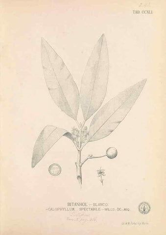 Reproducción/Reproduction 49746636393: Flora de Filipinas,. Manila,Estab. tip. de Plana y ca.,1877-83.. 
