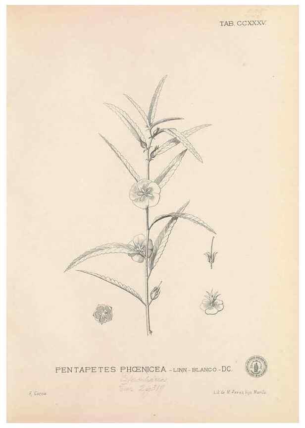 Reproducción/Reproduction 49747504172: Flora de Filipinas,. Manila,Estab. tip. de Plana y ca.,1877-83.. 