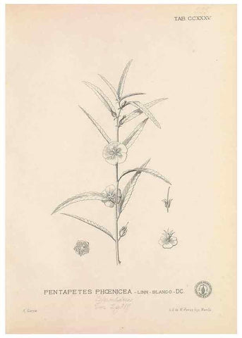 Reproducción/Reproduction 49747504172: Flora de Filipinas,. Manila,Estab. tip. de Plana y ca.,1877-83.. 