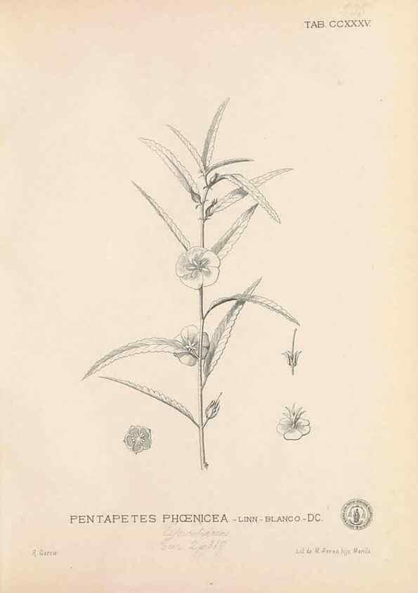 Reproducción/Reproduction 49747504172: Flora de Filipinas,. Manila,Estab. tip. de Plana y ca.,1877-83.. 