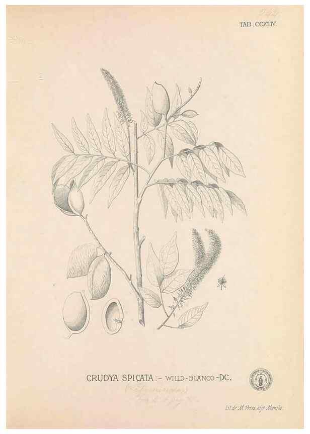 Reproducción/Reproduction 49747506452: Flora de Filipinas,. Manila,Estab. tip. de Plana y ca.,1877-83.. 