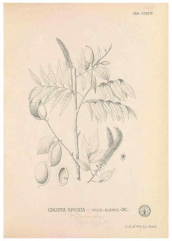 Reproducción/Reproduction 49747506452: Flora de Filipinas,. Manila,Estab. tip. de Plana y ca.,1877-83.. 