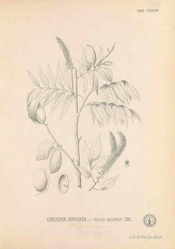 Reproducción/Reproduction 49747506452: Flora de Filipinas,. Manila,Estab. tip. de Plana y ca.,1877-83.. 