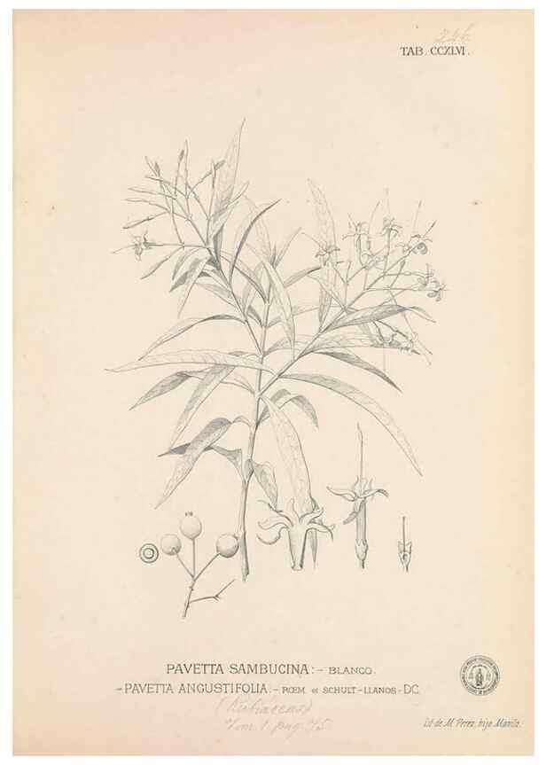 Reproducción/Reproduction 49746637898: Flora de Filipinas,. Manila,Estab. tip. de Plana y ca.,1877-83.. 