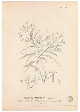 Reproducción/Reproduction 49746637898: Flora de Filipinas,. Manila,Estab. tip. de Plana y ca.,1877-83.. 