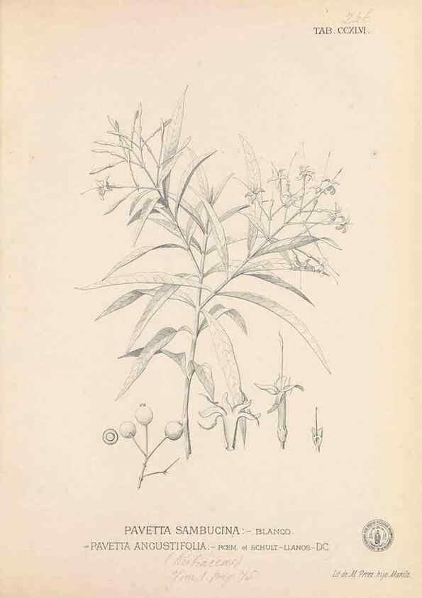 Reproducción/Reproduction 49746637898: Flora de Filipinas,. Manila,Estab. tip. de Plana y ca.,1877-83.. 