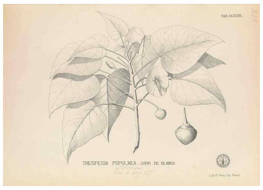 Reproducción/Reproduction 49746638213: Flora de Filipinas,. Manila,Estab. tip. de Plana y ca.,1877-83.. 