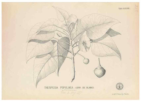Reproducción/Reproduction 49746638213: Flora de Filipinas,. Manila,Estab. tip. de Plana y ca.,1877-83.. 
