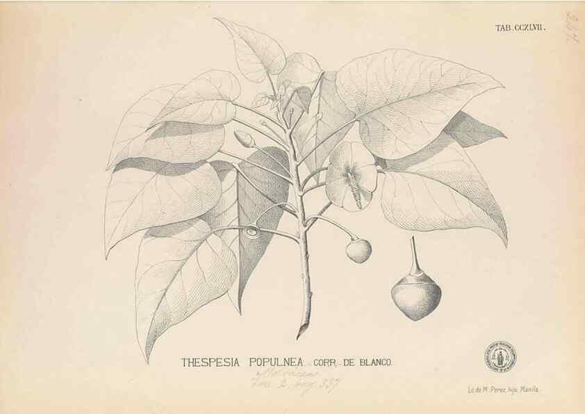 Reproducción/Reproduction 49746638213: Flora de Filipinas,. Manila,Estab. tip. de Plana y ca.,1877-83.. 