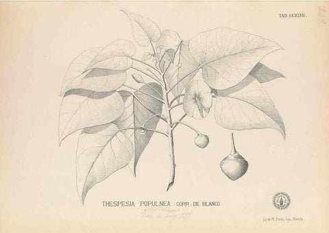 Reproducción/Reproduction 49746638213: Flora de Filipinas,. Manila,Estab. tip. de Plana y ca.,1877-83.. 