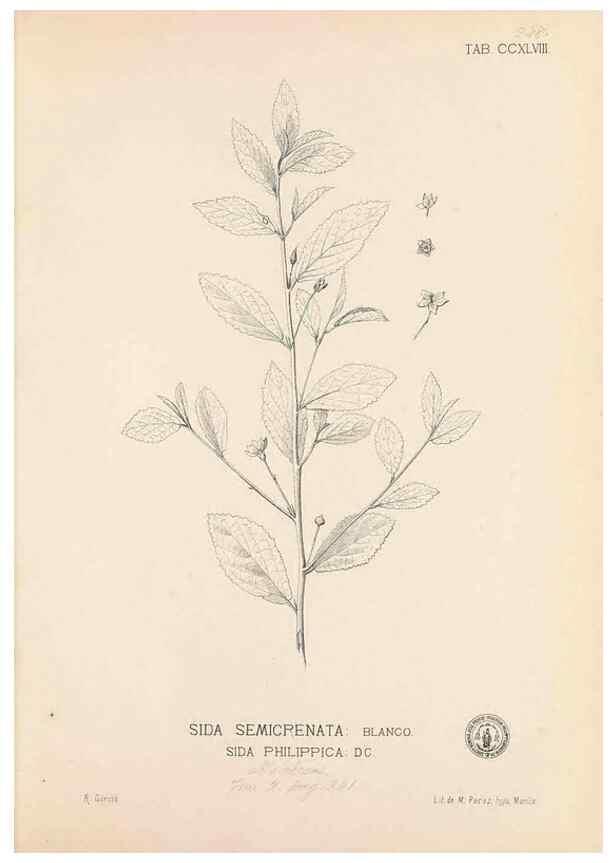 Reproducción/Reproduction 49747180061: Flora de Filipinas,. Manila,Estab. tip. de Plana y ca.,1877-83.. 