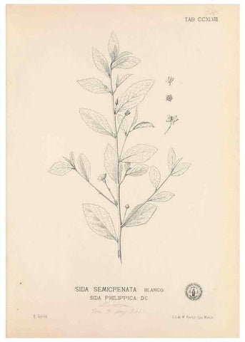 Reproducción/Reproduction 49747180061: Flora de Filipinas,. Manila,Estab. tip. de Plana y ca.,1877-83.. 