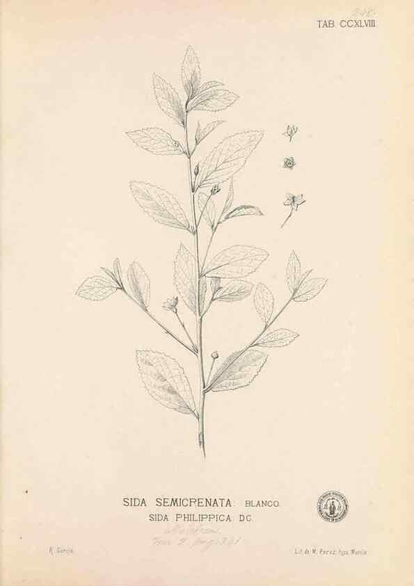 Reproducción/Reproduction 49747180061: Flora de Filipinas,. Manila,Estab. tip. de Plana y ca.,1877-83.. 