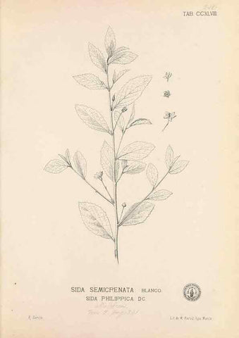 Reproducción/Reproduction 49747180061: Flora de Filipinas,. Manila,Estab. tip. de Plana y ca.,1877-83.. 