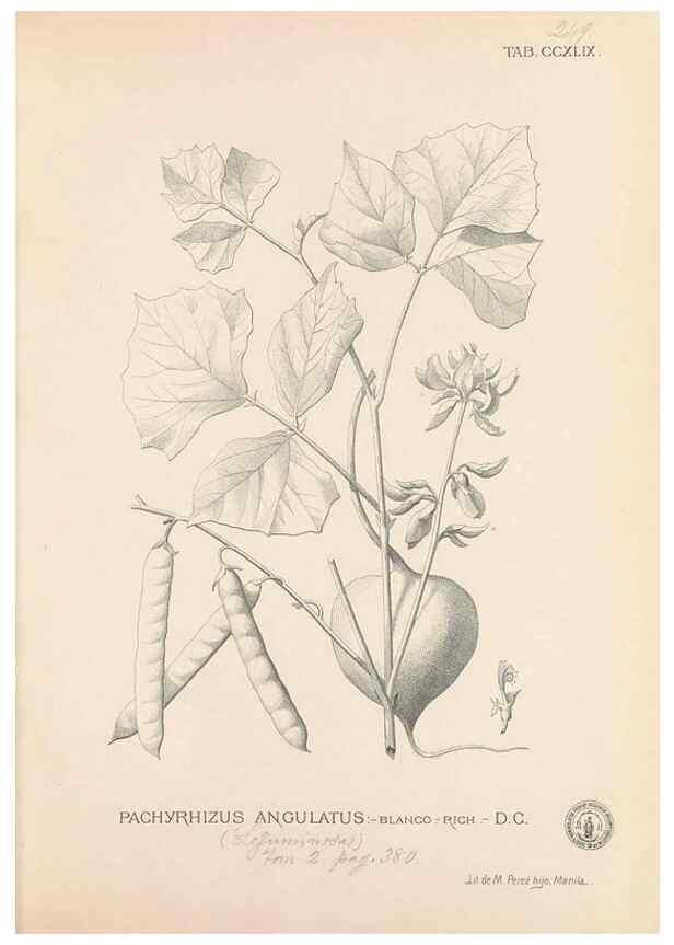 Reproducción/Reproduction 49747508062: Flora de Filipinas,. Manila,Estab. tip. de Plana y ca.,1877-83.. 