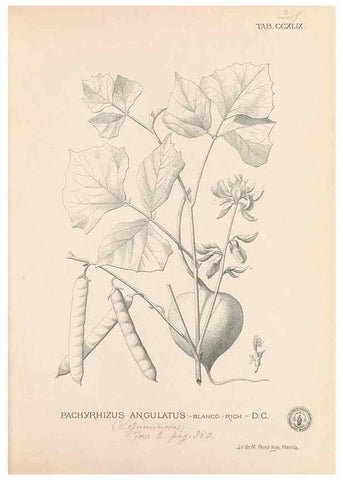 Reproducción/Reproduction 49747508062: Flora de Filipinas,. Manila,Estab. tip. de Plana y ca.,1877-83.. 
