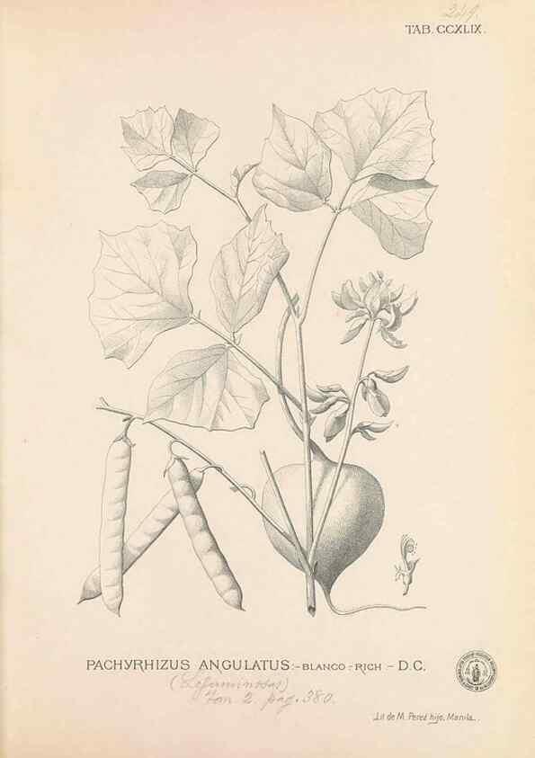 Reproducción/Reproduction 49747508062: Flora de Filipinas,. Manila,Estab. tip. de Plana y ca.,1877-83.. 