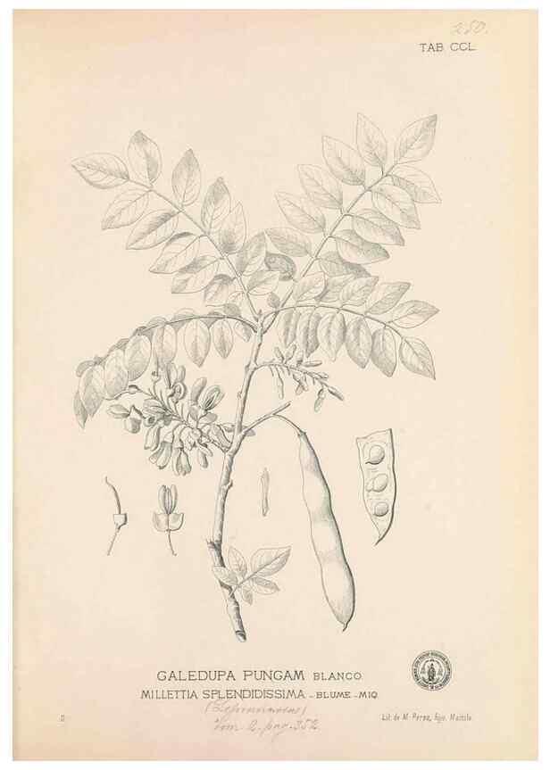 Reproducción/Reproduction 49747508257: Flora de Filipinas,. Manila,Estab. tip. de Plana y ca.,1877-83.. 