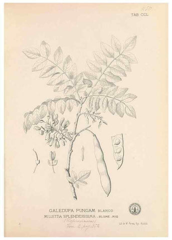 Reproducción/Reproduction 49747508257: Flora de Filipinas,. Manila,Estab. tip. de Plana y ca.,1877-83.. 