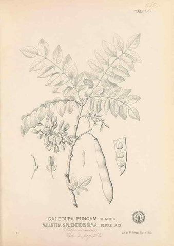 Reproducción/Reproduction 49747508257: Flora de Filipinas,. Manila,Estab. tip. de Plana y ca.,1877-83.. 