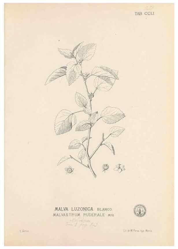 Reproducción/Reproduction 49747508492: Flora de Filipinas,. Manila,Estab. tip. de Plana y ca.,1877-83.. 