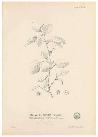 Reproducción/Reproduction 49747508492: Flora de Filipinas,. Manila,Estab. tip. de Plana y ca.,1877-83.. 
