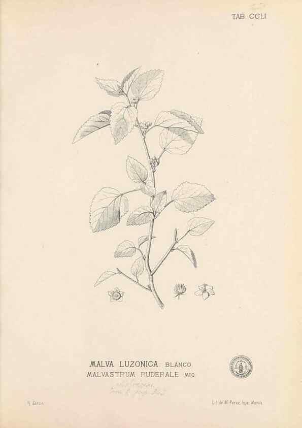 Reproducción/Reproduction 49747508492: Flora de Filipinas,. Manila,Estab. tip. de Plana y ca.,1877-83.. 