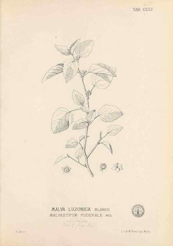Reproducción/Reproduction 49747508492: Flora de Filipinas,. Manila,Estab. tip. de Plana y ca.,1877-83.. 