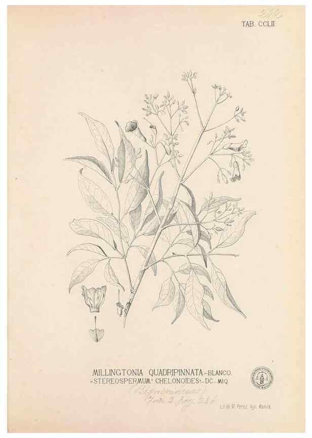 Reproducción/Reproduction 49747508772: Flora de Filipinas,. Manila,Estab. tip. de Plana y ca.,1877-83.. 
