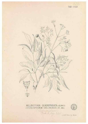 Reproducción/Reproduction 49747508772: Flora de Filipinas,. Manila,Estab. tip. de Plana y ca.,1877-83.. 