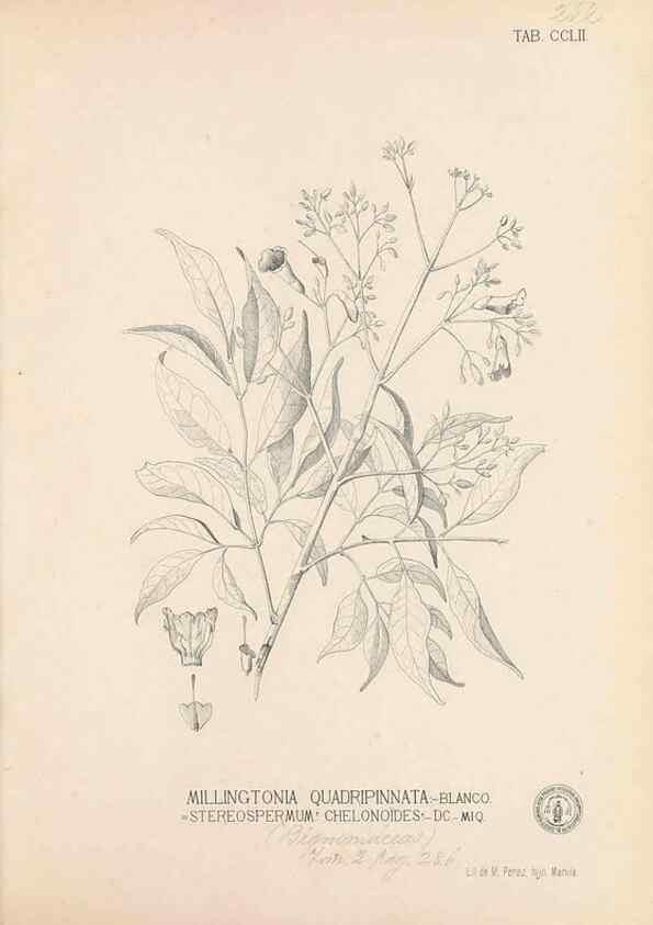 Reproducción/Reproduction 49747508772: Flora de Filipinas,. Manila,Estab. tip. de Plana y ca.,1877-83.. 