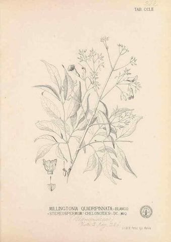 Reproducción/Reproduction 49747508772: Flora de Filipinas,. Manila,Estab. tip. de Plana y ca.,1877-83.. 