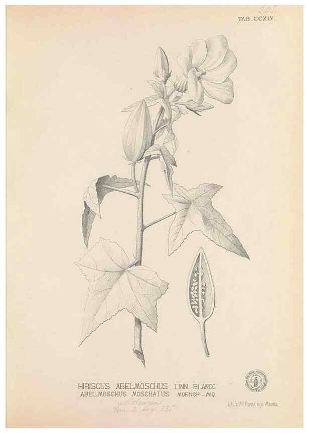 Reproducción/Reproduction 49747179076: Flora de Filipinas,. Manila,Estab. tip. de Plana y ca.,1877-83.. 