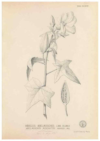 Reproducción/Reproduction 49747179076: Flora de Filipinas,. Manila,Estab. tip. de Plana y ca.,1877-83.. 