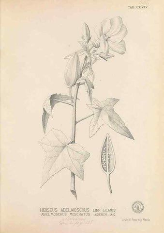 Reproducción/Reproduction 49747179076: Flora de Filipinas,. Manila,Estab. tip. de Plana y ca.,1877-83.. 