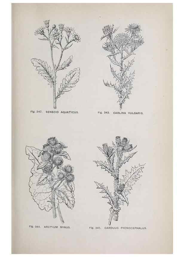Reproducción/Reproduction 49743274386: The flora of the Liverpool district /. Liverpool :D. Marples & Co.,1902.. 