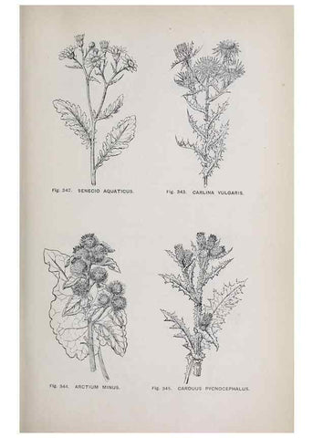Reproducción/Reproduction 49743274386: The flora of the Liverpool district /. Liverpool :D. Marples & Co.,1902.. 