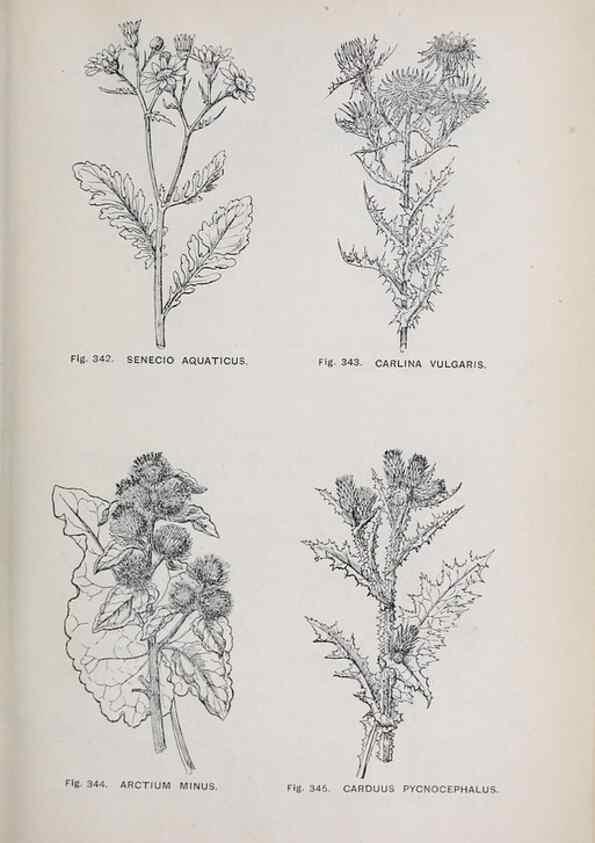 Reproducción/Reproduction 49743274386: The flora of the Liverpool district /. Liverpool :D. Marples & Co.,1902.. 