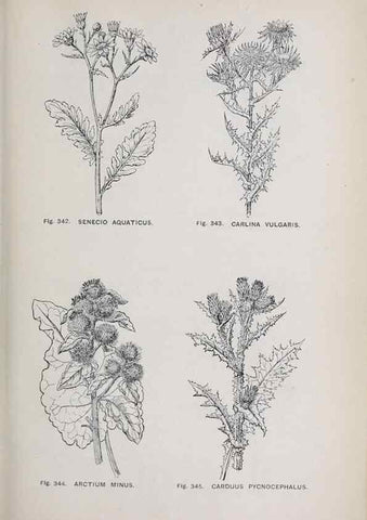 Reproducción/Reproduction 49743274386: The flora of the Liverpool district /. Liverpool :D. Marples & Co.,1902.. 