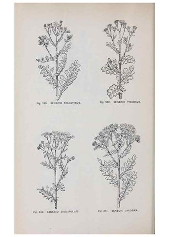 Reproducción/Reproduction 49743274011: The flora of the Liverpool district /. Liverpool :D. Marples & Co.,1902.. 
