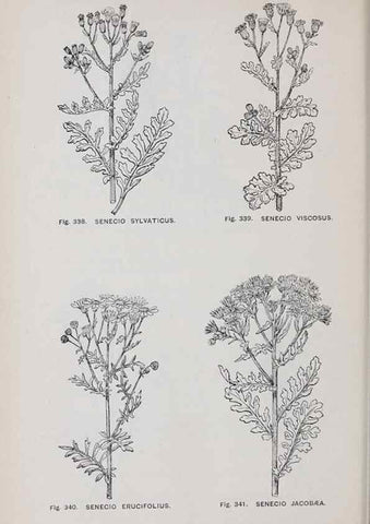 Reproducción/Reproduction 49743274011: The flora of the Liverpool district /. Liverpool :D. Marples & Co.,1902.. 
