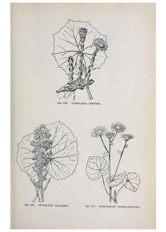 Reproducción/Reproduction 49743273641: The flora of the Liverpool district /. Liverpool :D. Marples & Co.,1902.. 