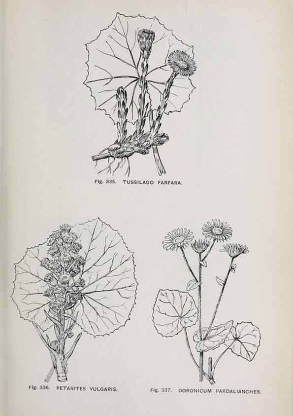 Reproducción/Reproduction 49743273641: The flora of the Liverpool district /. Liverpool :D. Marples & Co.,1902.. 