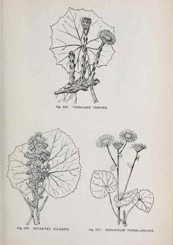 Reproducción/Reproduction 49743273641: The flora of the Liverpool district /. Liverpool :D. Marples & Co.,1902.. 