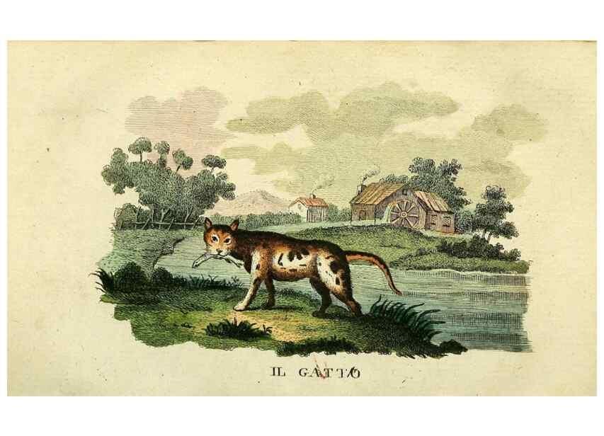 Reproducción/Reproduction 49741919238: Il gabinetto del giovane naturalista. Milano :Presso Omobono Manini,1825-1826.. 