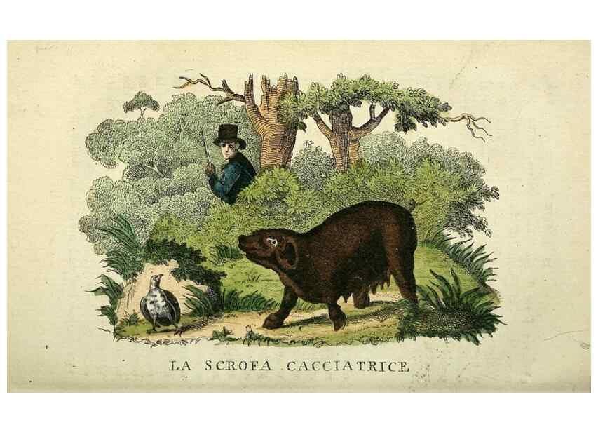 Reproducción/Reproduction 49742468711: Il gabinetto del giovane naturalista. Milano :Presso Omobono Manini,1825-1826.. 