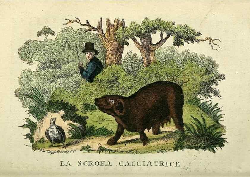 Reproducción/Reproduction 49742468711: Il gabinetto del giovane naturalista. Milano :Presso Omobono Manini,1825-1826.. 