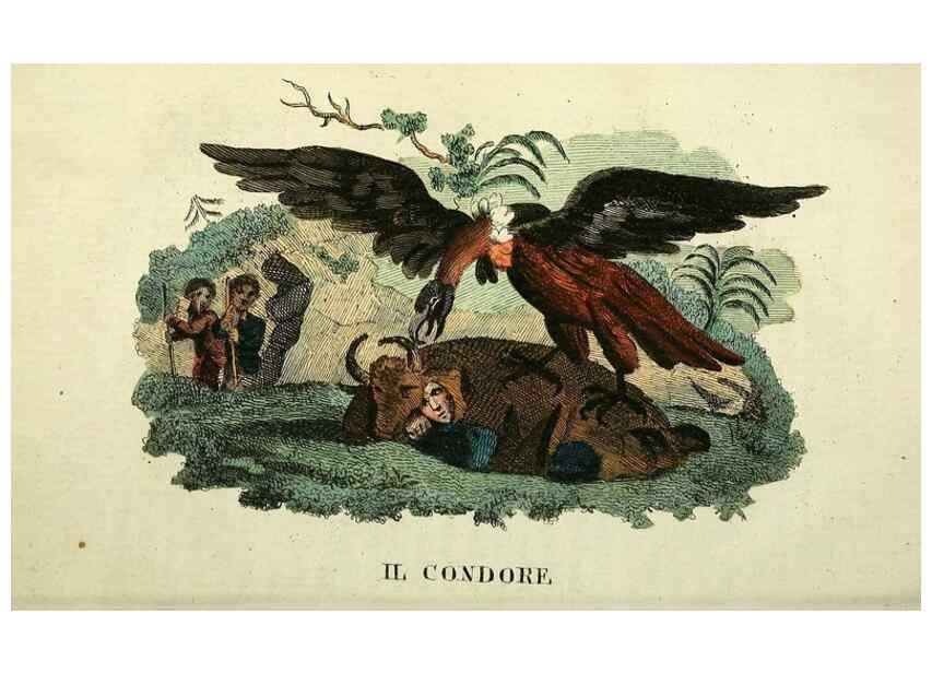 Reproducción/Reproduction 49742022968: Il gabinetto del giovane naturalista. Milano :Presso Omobono Manini,1825-1826.. 