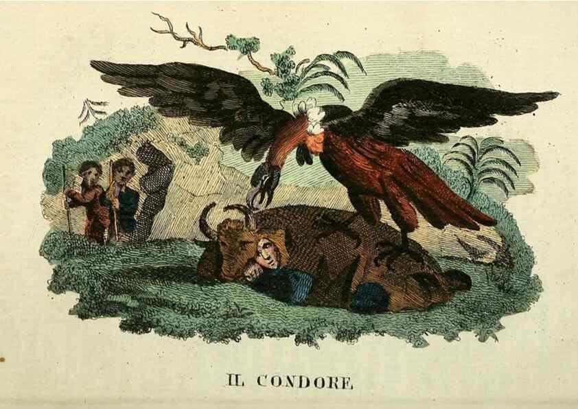 Reproducción/Reproduction 49742022968: Il gabinetto del giovane naturalista. Milano :Presso Omobono Manini,1825-1826.. 